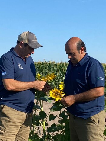 Los hermanos Testa, examinando girasol