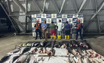 Casi una tonelada de especies marinas fue incautada a ciudadanos ecuatoriano. La habrían extraído del Santuario de Fauna y Flora Malpelo - crédito Armada de Colombia