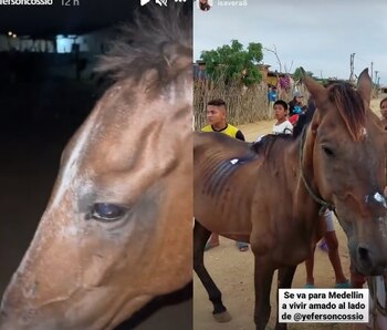 Yeferson Cossio adopta dos caballos