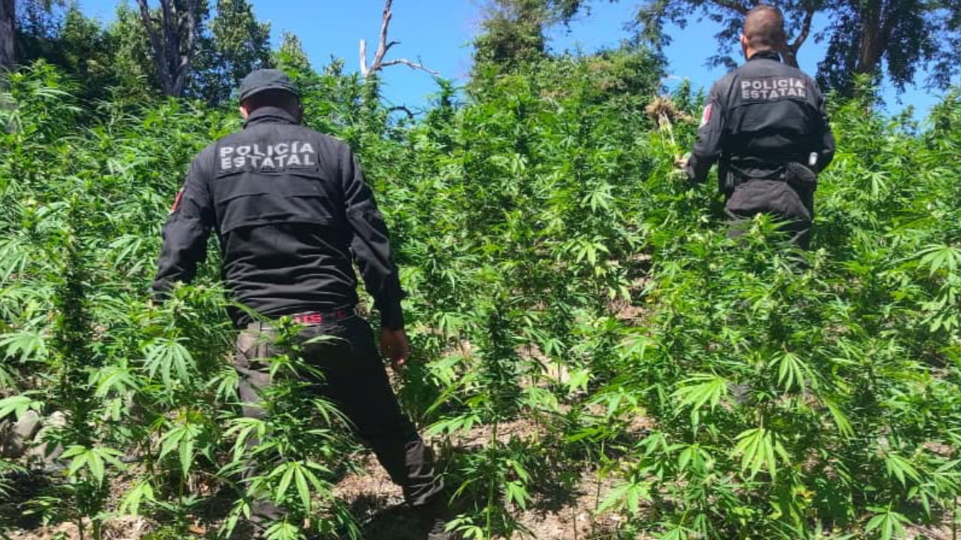 Encuentran y destruyen casi 100 mil plantas de mariguana en Tequila, Jalisco. Especial