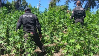 Encuentran y destruyen casi 100 mil plantas de mariguana en Tequila, Jalisco