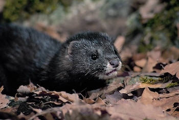 Visón europeo. (Europa Press)