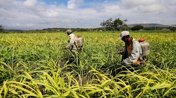 El Gobierno de México señaló que la recuperación del mercado estadounidense representa una oportunidad económica para productores. REUTERS/Edgard Garrido IMÁGENES DEL DÍA
