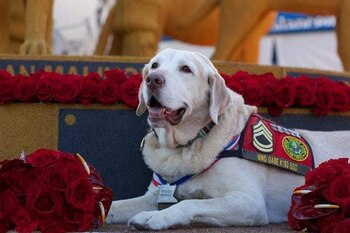 Gabe fue reconocido en 2008