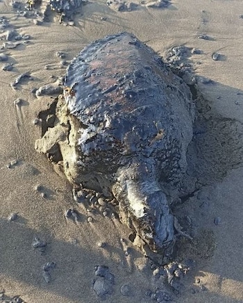 Recientemente, habitantes reportaron la presencia