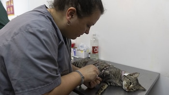 Bárbara Yáñez (Maggie Ahmar Dakno/GCBA)