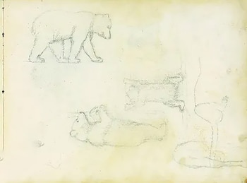 Os primeiros esboços do urso