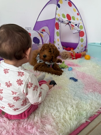 Perra Hope con un bebé en el consultorio