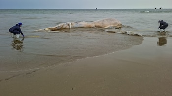 ¿Qué hacer si encuentro una ballena varada en la playa en Perú?