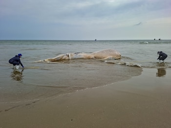 Dos personas con trajes protectores y mascarillas examinan el cuerpo pálido de una ballena jorobada varada en la orilla de una playa arenosa bajo un cielo nublado