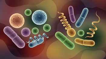 Un estudio en la CABA detectó bacterias resistentes a los antibióticos en adultos sanos, fuera de los hospitales