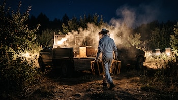 Un inusual robo de más de 800.000 abejas desconcierta al norte de Australia: qué se sabe