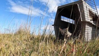 Dos zorros grises pampeanos regresaron