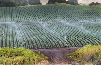 Campo de regadío
(FLICKR)