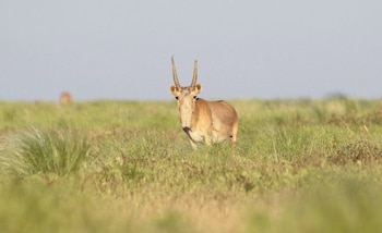 El caso del antílope saiga
