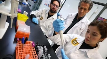 IPN-células madre-cartílago