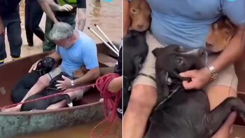 Miguel y sus perros, luego