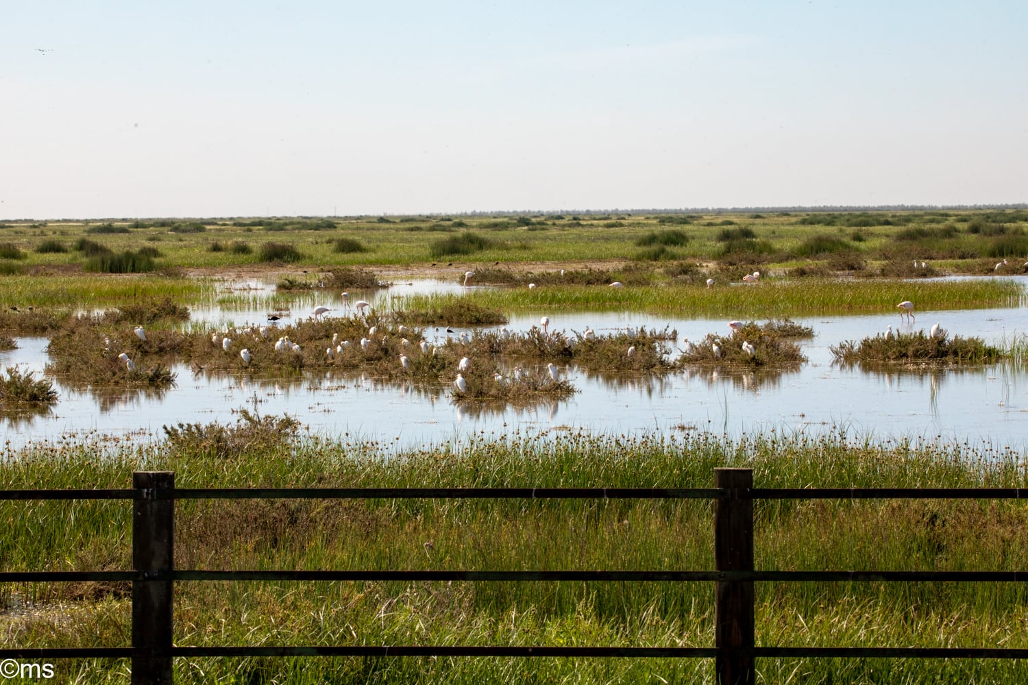 Imagen de las lagunas. (Espacio Natural de Doñana)