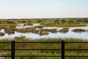 Imagen de las lagunas. (Espacio Natural de Doñana)