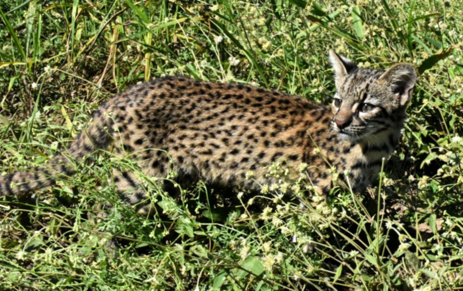 Un felino silvestre, parte de un programa de liberación de animales en Córdoba, observa su entorno tras ser devuelto a su hábitat natural (Gobierno de Córdoba)