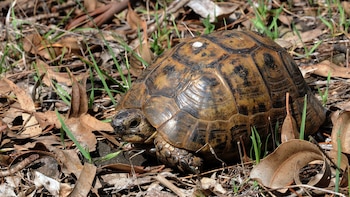 Ejemplar de tortuga mora. (Zeynel Cebeci/Wikimedia Commons)