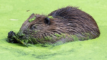 Alan Puttock destaca la creación