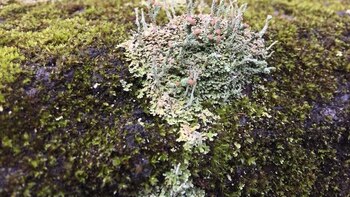 Cuál es el organismo que