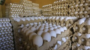Precio del huevo golpea bolsillos en México con su mayor aumento en 20 años: ¿Cuánto cuesta el kilo y dónde comprarlo más barato?