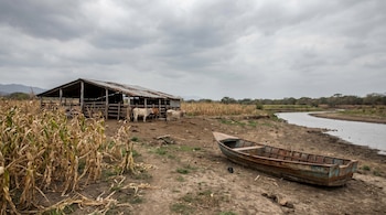 Una escena rural con un granero de madera y metal oxidado, varias vacas, un campo de maíz seco, un bote de metal oxidado en la orilla de un río y un cielo nublado.