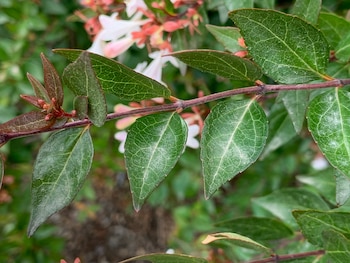 Cómo cuidar la abelia, el arbusto de flores blancas ideal para cualquier jardín. (Wikipedia/Daniel Villafruela)