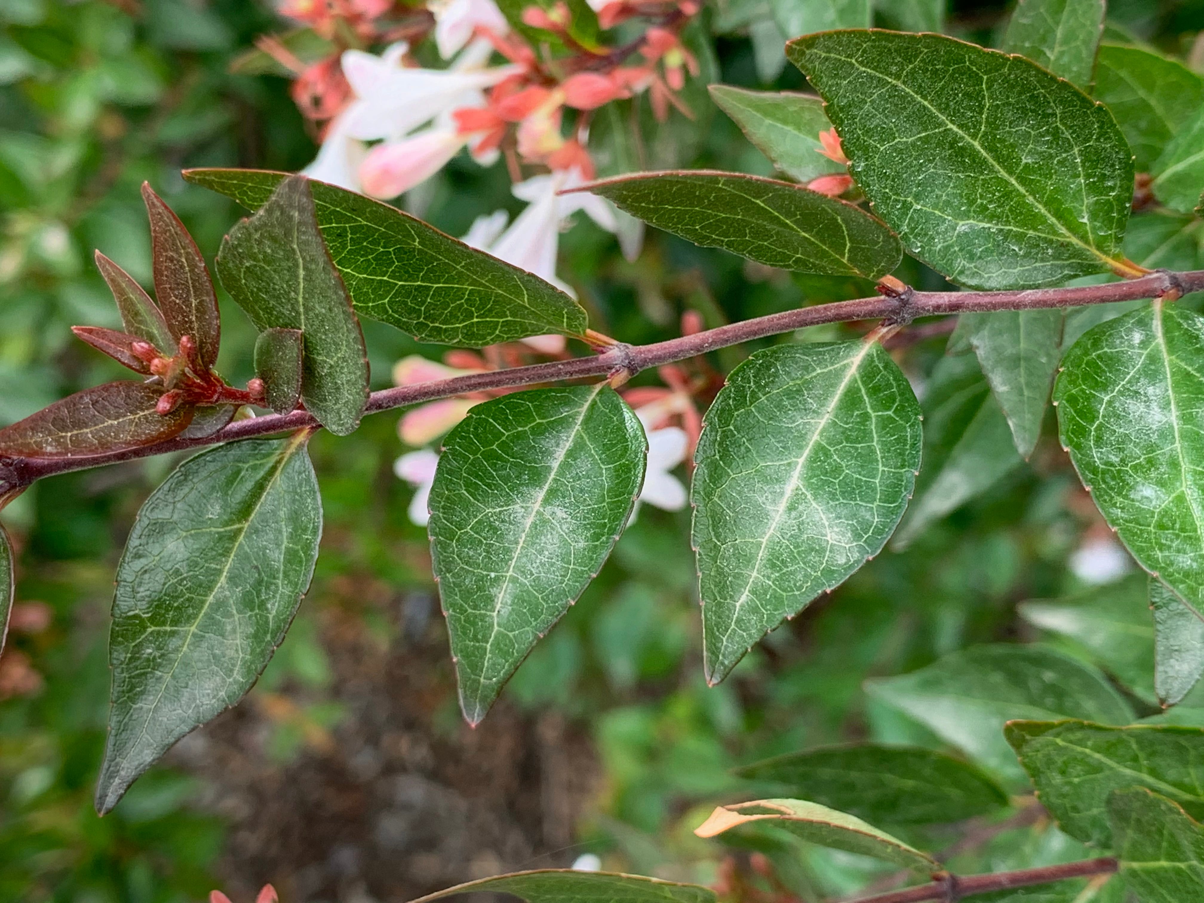Cómo cuidar la abelia, el arbusto de flores blancas ideal para cualquier jardín. (Wikipedia/Daniel Villafruela)