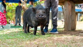 La historia de Julio Chanchitos, el minipig rescatado por maltrato que se convirtió en la mascota de un colegio en Medellín