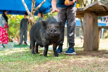Julio Chanchitos es el primer minipig entregado en adopción por el Distrito de Medellín a una institución educativa, tras ser rescatado y rehabilitado en el Centro de Bienestar Animal La Perla - crédito Alcaldía de Medellín