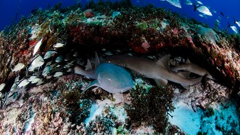 Así fue la expedición de