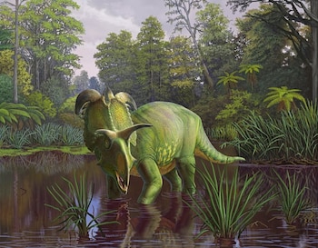 Las estimaciones sitúan a Lokiceratops con 6,7 metros de longitud y cinco toneladas de peso, lo que lo posiciona como el centrosaurino más grande conocido (Sergey Krasovskiy/Cedida vía REUTERS)