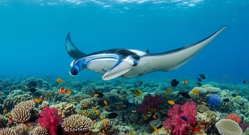 Una mantarraya blanca y azul nadando sobre un arrecife de coral vibrante, con muchos peces tropicales de diferentes colores y el azul claro de la superficie.