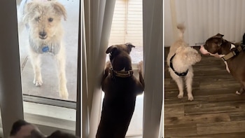 La conexión entre Snow y