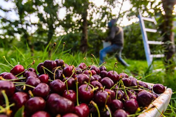 El manejo cuidadoso del cerezo exige prácticas innovadoras para garantizar la calidad de la fruta y la viabilidad de la cosecha año tras año (Freepik)