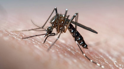 Los Ángeles busca combatir a los mosquitos portadores del Dengue, con una inusual estrategia
