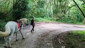 Paseo de un caballo en el Socueto Santuario de Rody y Sole. (Socueto Santuario)