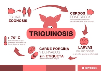 La prevención de la triquinosis se apoya en controles sanitarios, consumo seguro y consulta médica ante síntomas compatibles (Argentina.gob.ar)