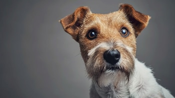 Esta raza fue utilizada para