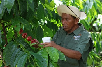 El sector exportador panameño mostró interés en aumentar los envíos de café, piña y banano a Israel. REUTERS/Aris Martinez