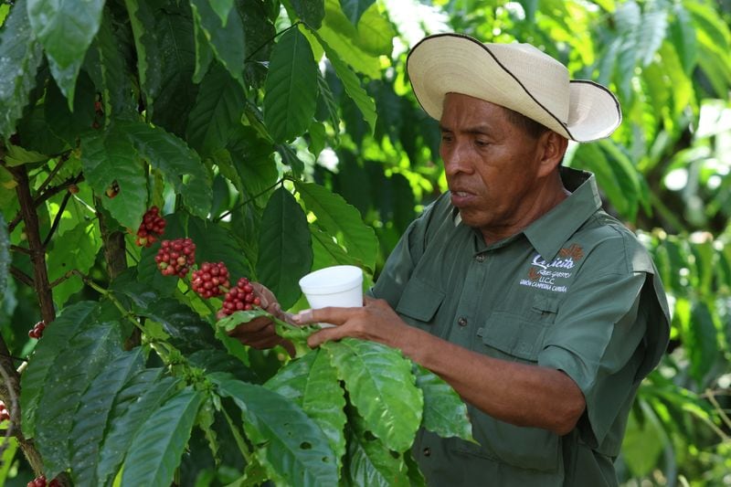 Un hombre revisa frutos de café, uno de los productos que sostienen la economía exportadora. REUTERS/Aris Martinez