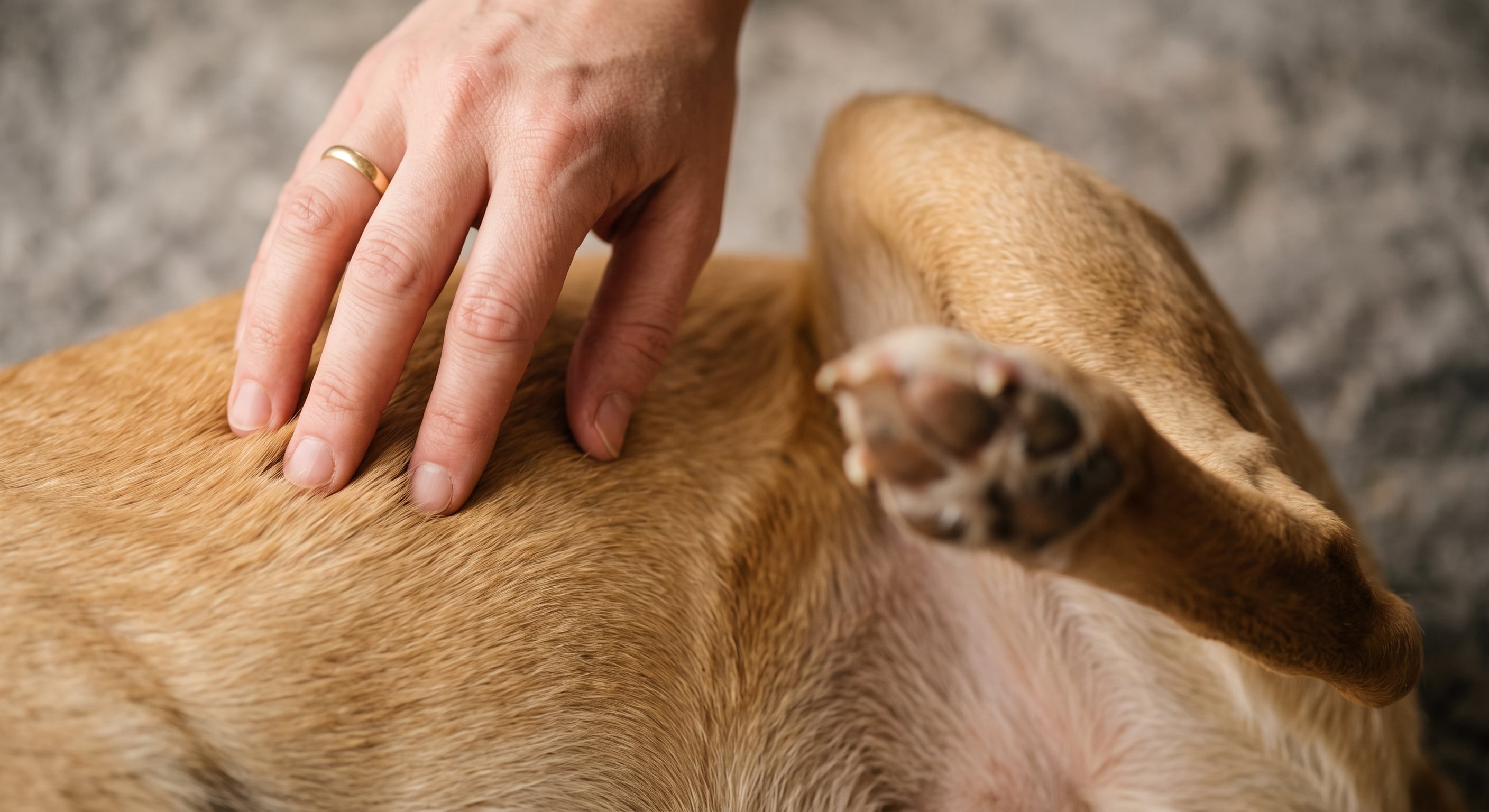 La revisión publicada en Veterinary Dermatology en 2025 describió la sensibilización nerviosa en la picazón persistente de la dermatitis atópica canina (Imagen Ilustrativa Infobae)