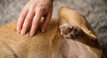 Mano humana sobre el cuerpo de un perro de pelaje marrón que permanece acostado boca arriba con una pata levantada