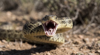 Primer plano de una serpiente con la boca abierta y colmillos expuestos sobre un fondo de tierra desenfocado.