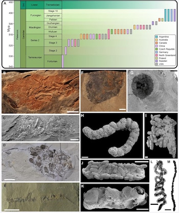 Diagrama cronoestratigráfico del Cámbrico con países y trece imágenes de fósiles que muestran organismos y rastros de vida temprana, con barras de escala