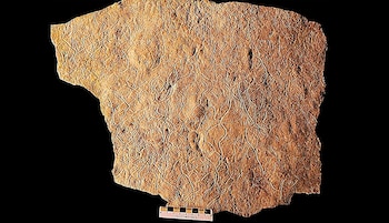 Roca sedimentaria marrón con numerosos rastros fósiles de formas curvas y entrelazadas. Una regla en centímetros está visible en la parte inferior