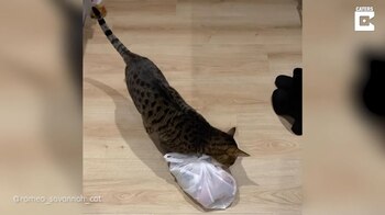 18-05-2021 Pillan a este gato